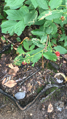 Rubus allegheniensis