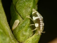 Coniopterygidae