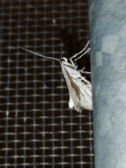 Cataclysta lemnata