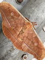 Antheraea yamamai