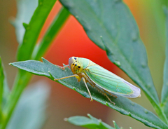 Cicadella viridis