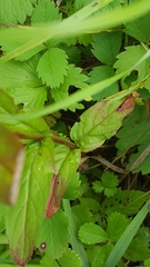 Epilobium glandulosum
