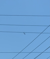 Elanoides forficatus