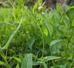 Persicaria sagittata