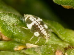 Coniopterygidae