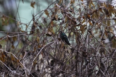 Chlorostilbon lucidus