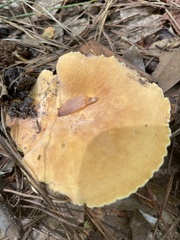 Lactifluus