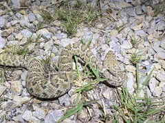 Crotalus atrox