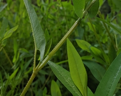 Persicaria sagittata