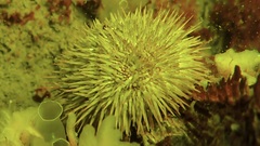 Psammechinus miliaris