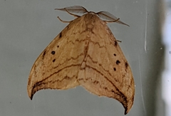 Drepana arcuata