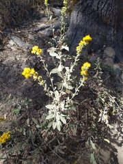 Solidago velutina
