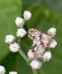Petrophila fulicalis