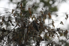 Chlorostilbon lucidus