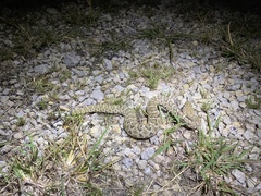 Crotalus atrox