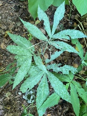 Cardamine heptaphylla
