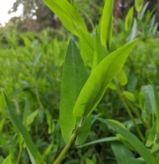 Persicaria sagittata