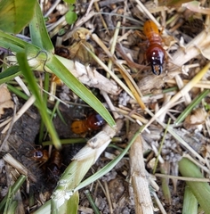 Microhodotermes viator