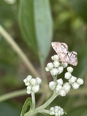 Petrophila fulicalis