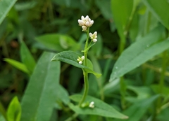 Persicaria sagittata