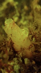 Ascidiella aspersa