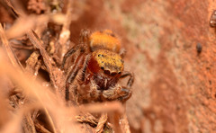 Phidippus pius