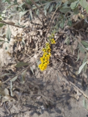 Solidago velutina