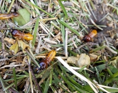 Microhodotermes viator