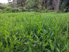 Persicaria sagittata