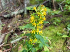 Solidago macrophylla