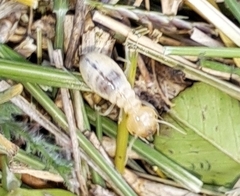 Microhodotermes viator