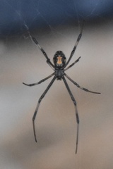 Latrodectus