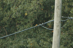 Piranga rubra
