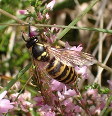 Dolichovespula saxonica