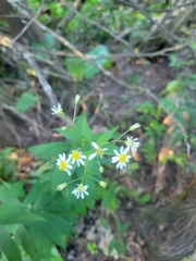 Doellingeria umbellata