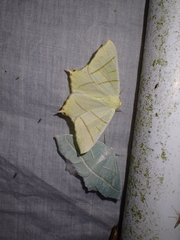 Ourapteryx sambucaria