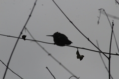 Chlorostilbon lucidus