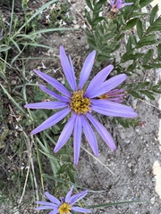 Eucephalus ledophyllus