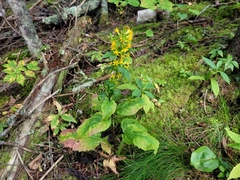 Solidago macrophylla