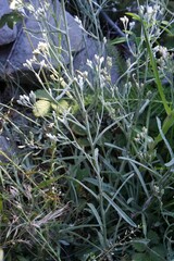 Pseudognaphalium obtusifolium