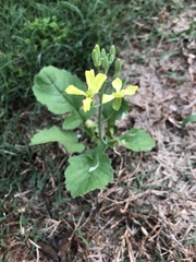 Raphanus raphanistrum