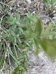 Eucephalus ledophyllus