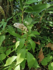 Lysimachia clethroides
