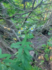 Doellingeria umbellata