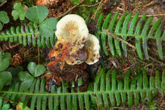 Phaeolus
