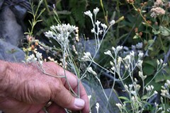 Pseudognaphalium obtusifolium