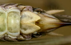 Platycleis albopunctata