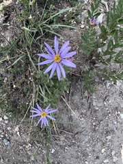 Eucephalus ledophyllus
