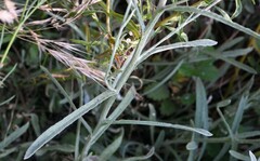 Pseudognaphalium obtusifolium