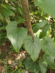 Dioscorea polystachya